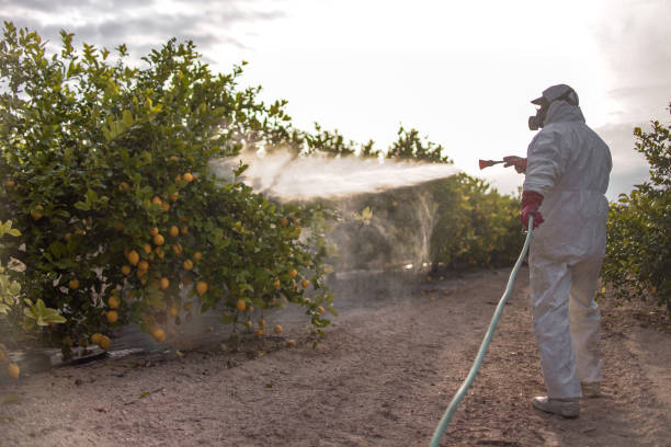 Best Affordable Pest Control Services  in Erlanger, KY