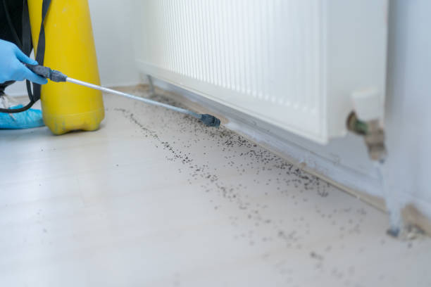 Best Flea Control Services  in Erlanger, KY